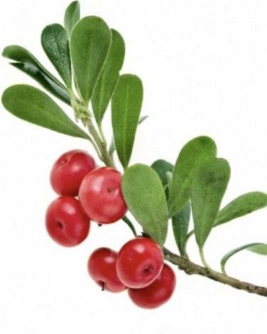 Bearberry plant
